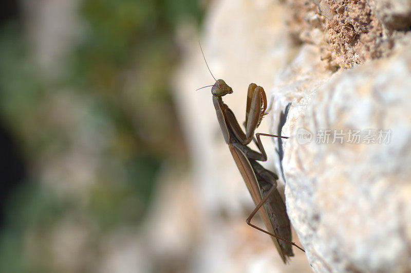 [g_9767]在石墙上捕食螳螂
